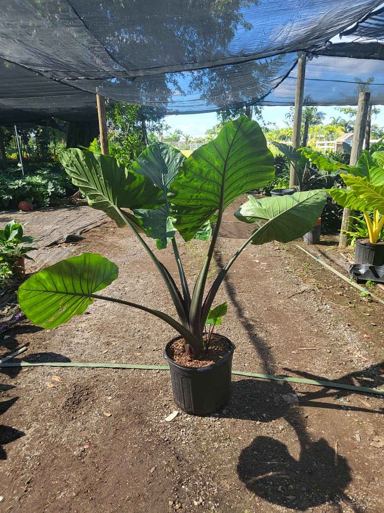 alocasia-macrorrhiza-black-stem-elephant-ear