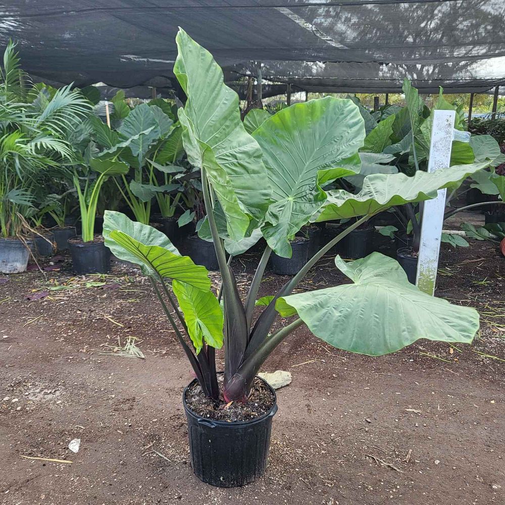 alocasia-macrorrhiza-black-stem-elephant-ear