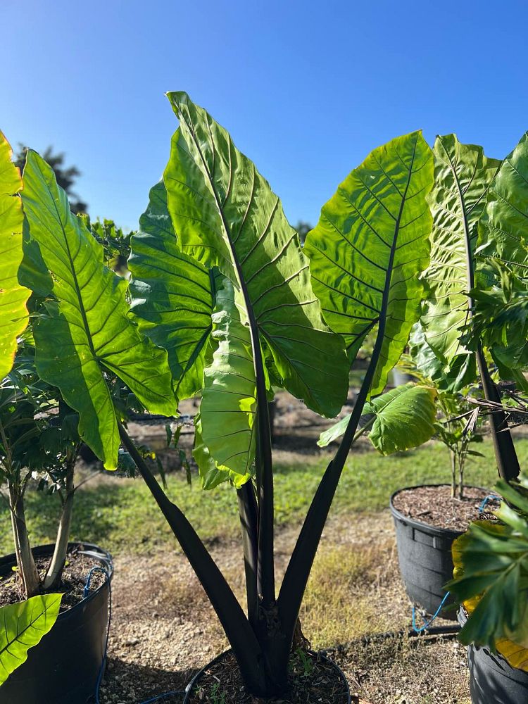alocasia-macrorrhiza-black-stem-elephant-ear