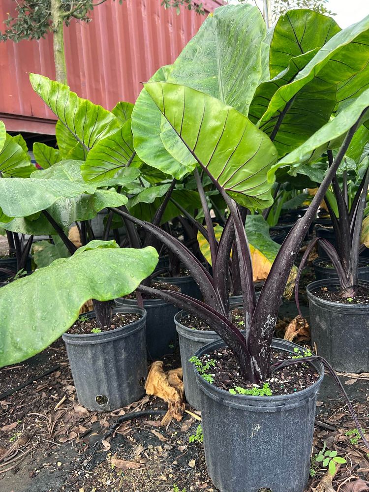 alocasia-macrorrhiza-black-stem-elephant-ear