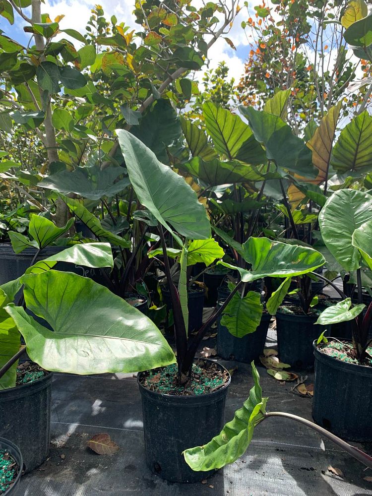 alocasia-macrorrhiza-black-stem-elephant-ear