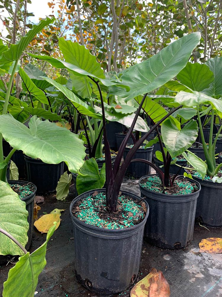 alocasia-macrorrhiza-black-stem-elephant-ear