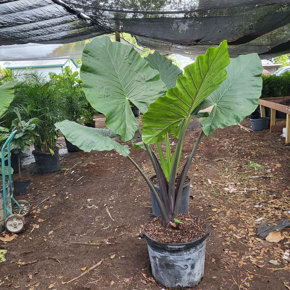 alocasia-macrorrhiza-black-stem-elephant-ear