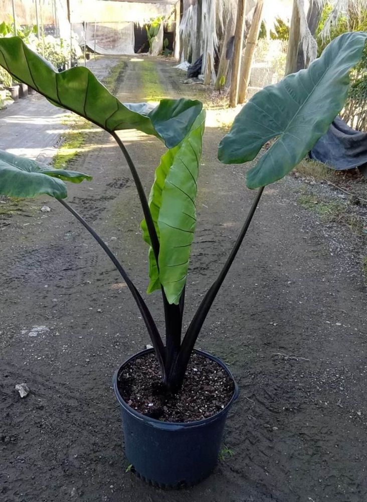 alocasia-macrorrhiza-black-stem-elephant-ear