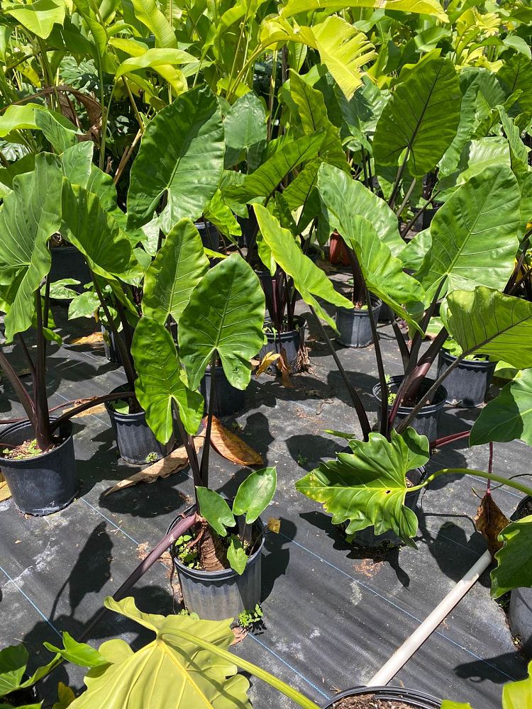 alocasia-macrorrhiza-black-stem-elephant-ear