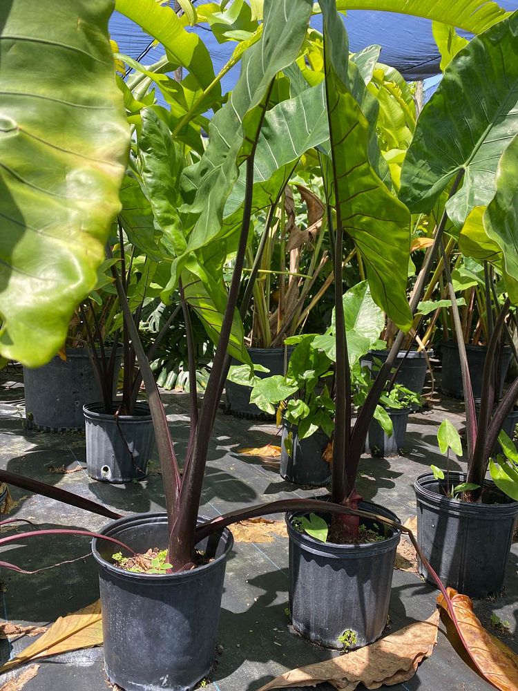 alocasia-macrorrhiza-black-stem-elephant-ear