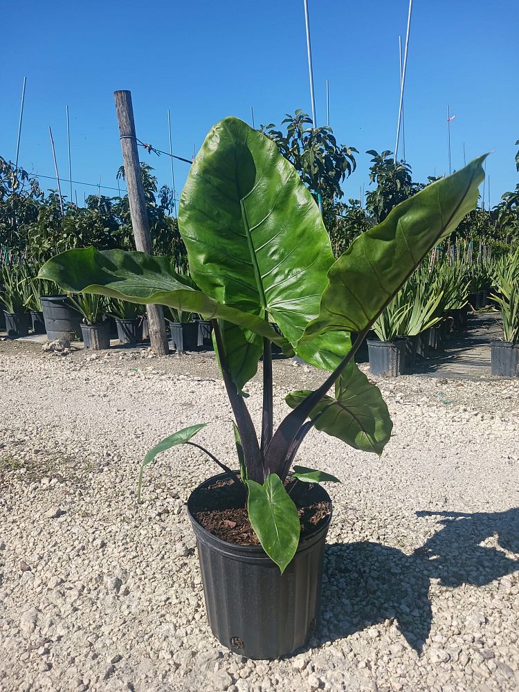 alocasia-macrorrhiza-black-stem-elephant-ear