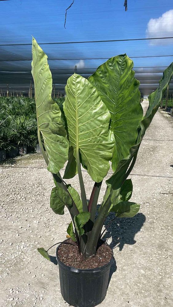 alocasia-macrorrhiza-black-stem-elephant-ear