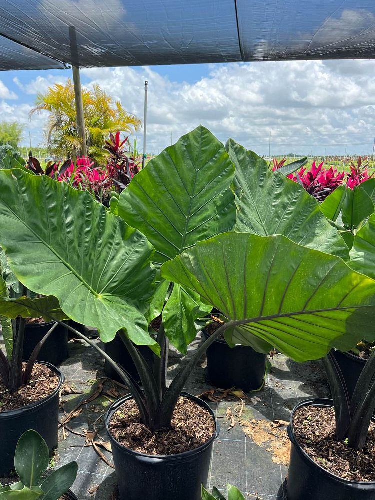 alocasia-macrorrhiza-black-stem-elephant-ear