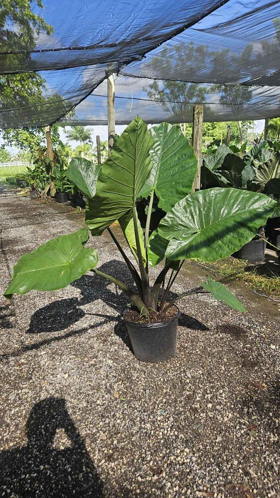 alocasia-macrorrhiza-black-stem-elephant-ear