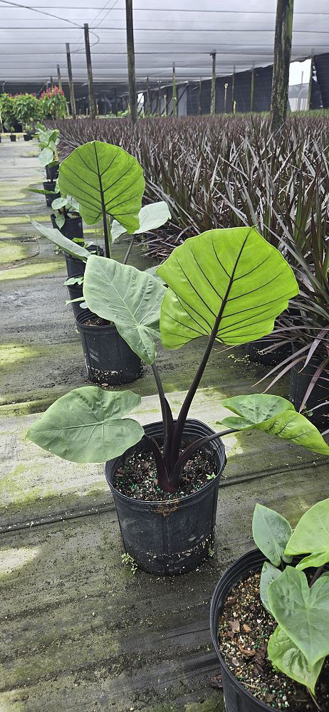 alocasia-macrorrhiza-black-stem-elephant-ear