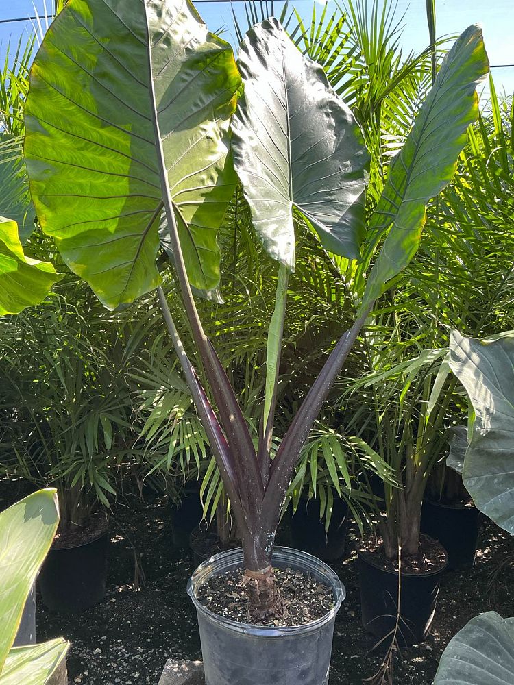 alocasia-macrorrhiza-black-stem-elephant-ear