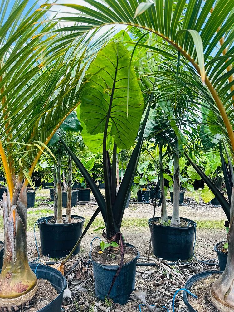 alocasia-macrorrhiza-black-stem-elephant-ear