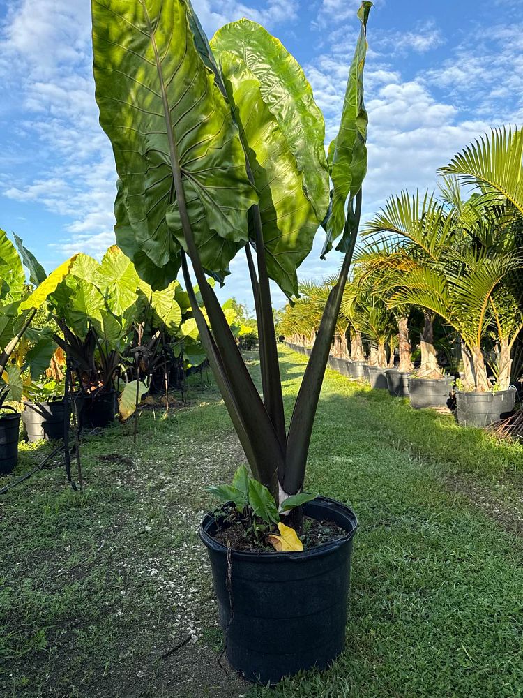 alocasia-macrorrhiza-black-stem-elephant-ear