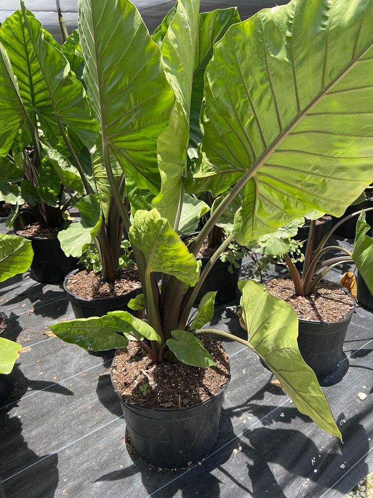 alocasia-macrorrhiza-black-stem-elephant-ear