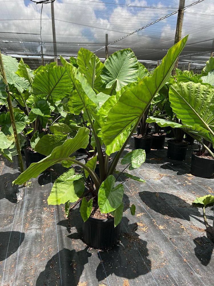 alocasia-macrorrhiza-black-stem-elephant-ear