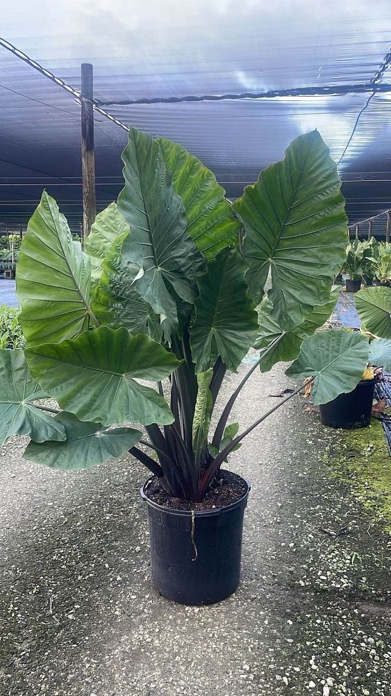 alocasia-macrorrhiza-black-stem-elephant-ear