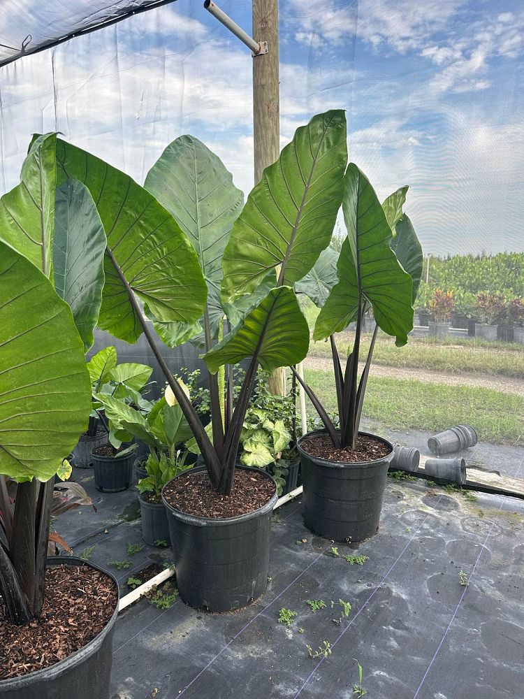 alocasia-macrorrhiza-black-stem-elephant-ear
