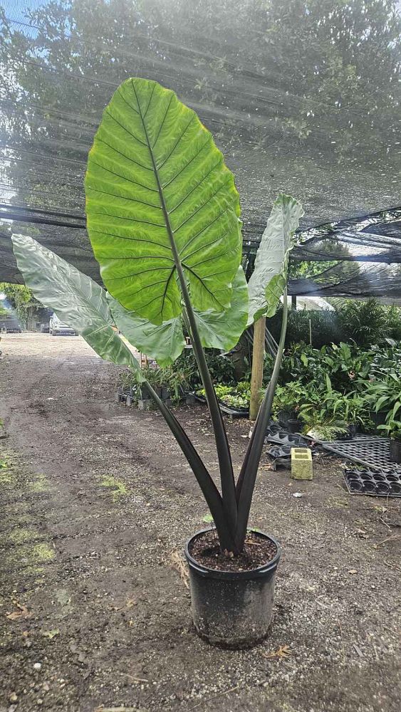 alocasia-macrorrhiza-black-stem-elephant-ear