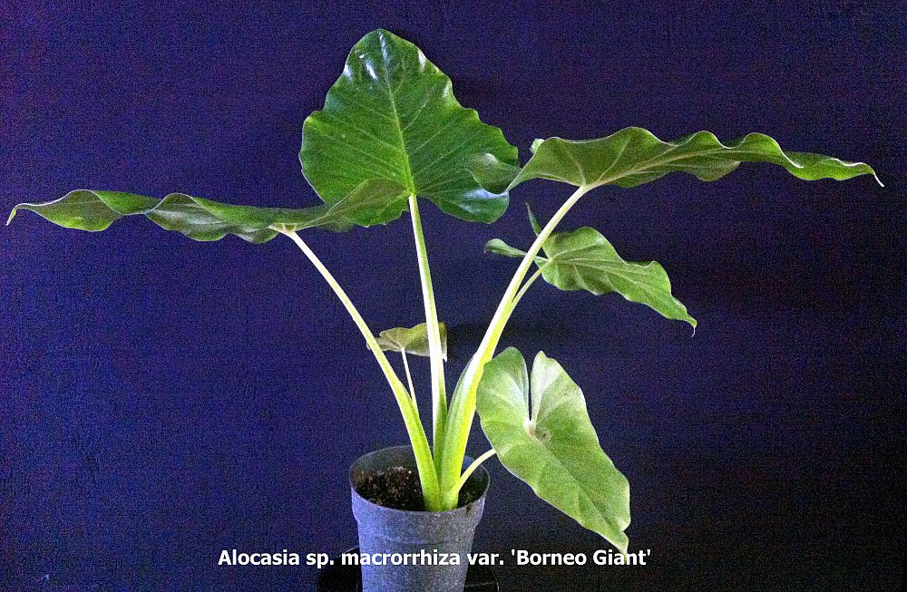 alocasia-macrorrhiza-borneo-giant-elephant-ear
