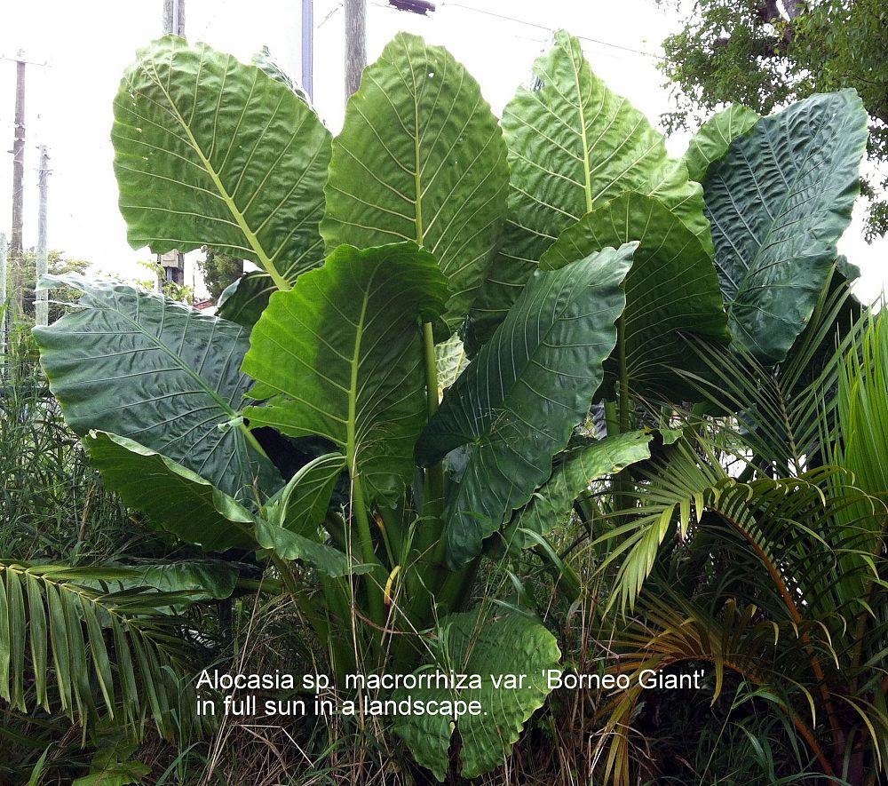 alocasia-macrorrhiza-borneo-giant-elephant-ear