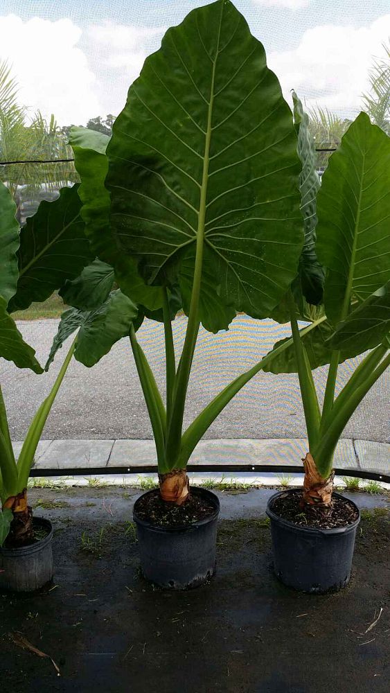 alocasia-macrorrhiza-borneo-giant-elephant-ear