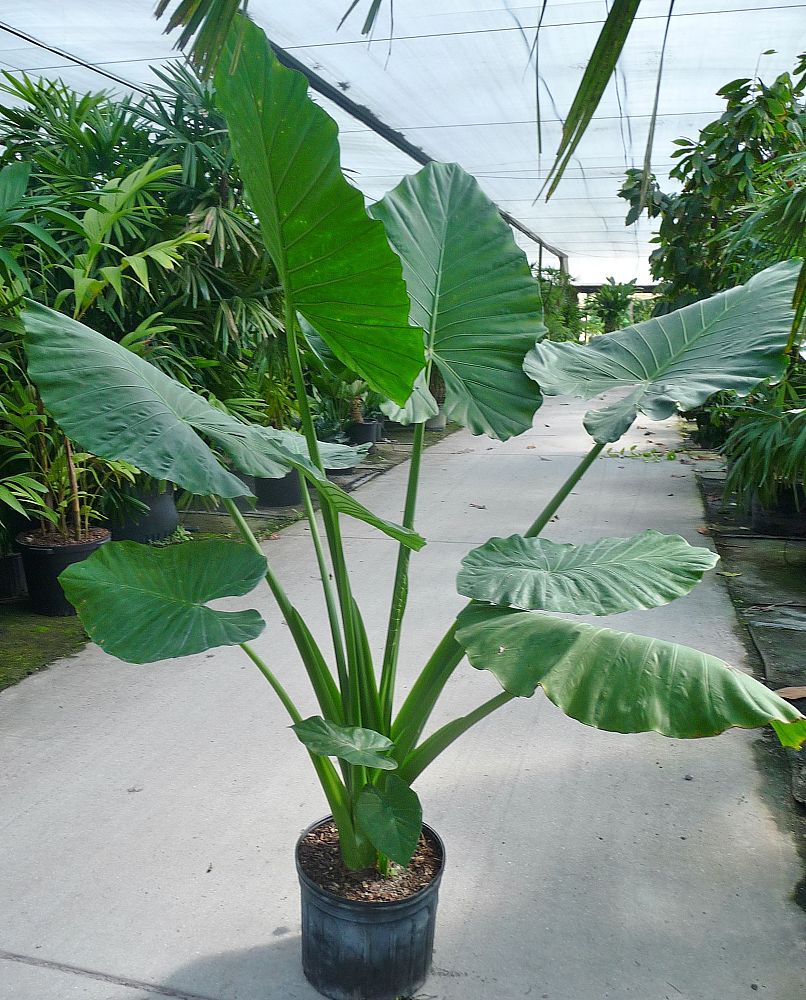 alocasia-macrorrhiza-borneo-giant-elephant-ear