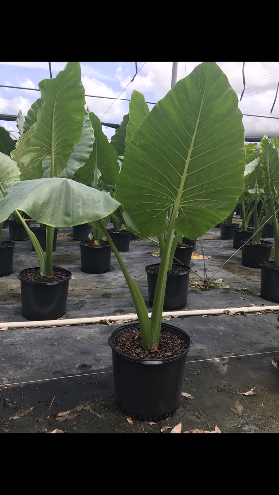alocasia-macrorrhiza-borneo-giant-elephant-ear