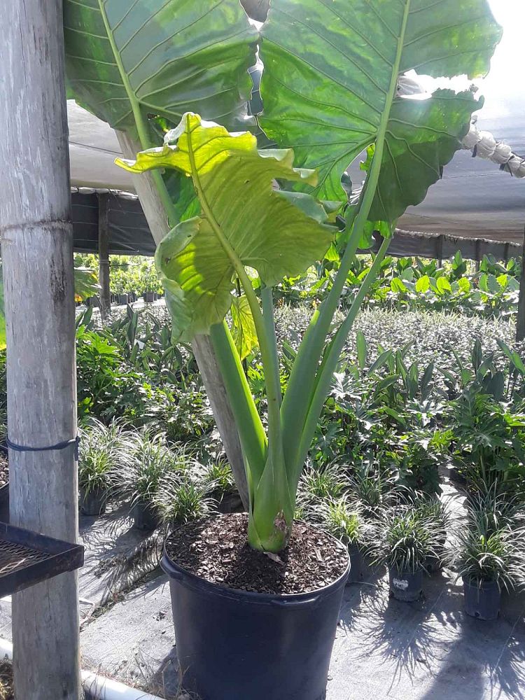 alocasia-macrorrhiza-borneo-giant-elephant-ear