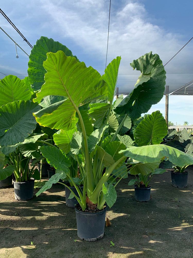 alocasia-macrorrhiza-borneo-giant-elephant-ear