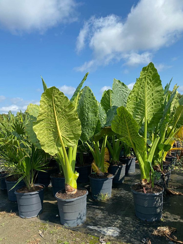alocasia-macrorrhiza-borneo-giant-elephant-ear