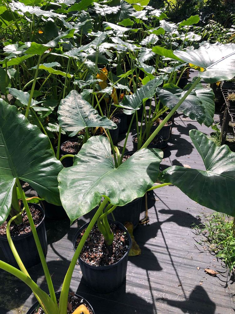 alocasia-macrorrhiza-borneo-giant-elephant-ear