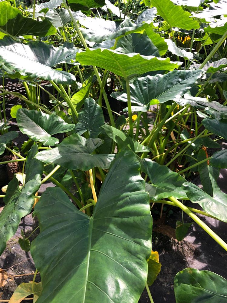 alocasia-macrorrhiza-borneo-giant-elephant-ear