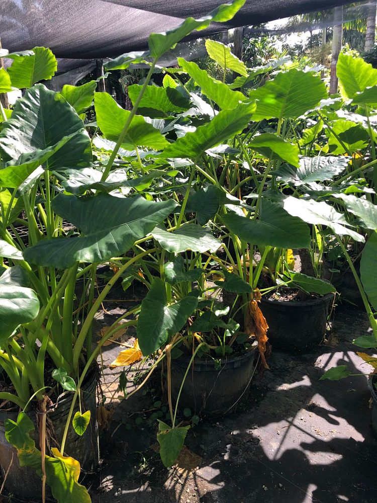 alocasia-macrorrhiza-borneo-giant-elephant-ear