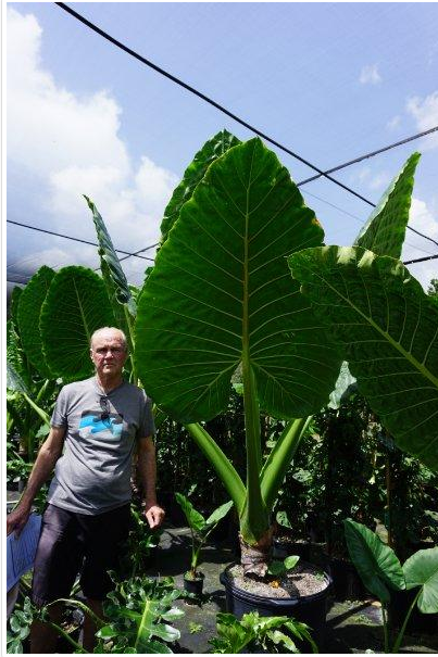 alocasia-macrorrhiza-borneo-giant-elephant-ear