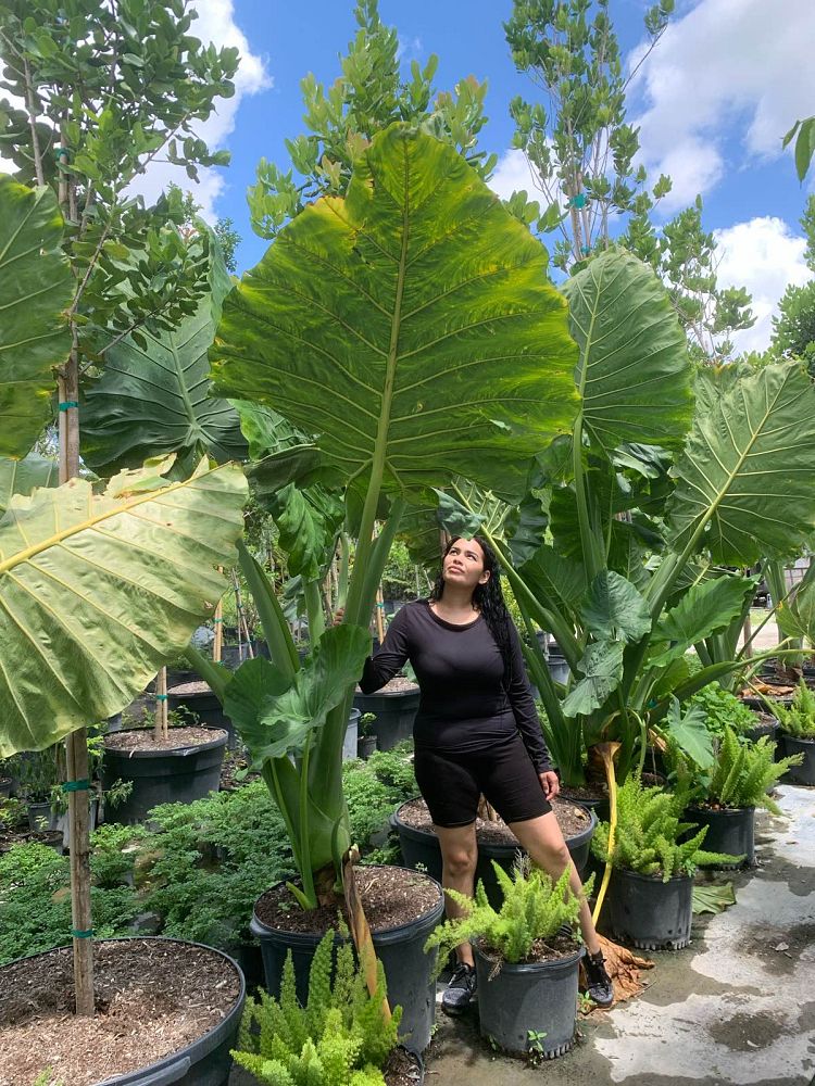 alocasia-macrorrhiza-borneo-giant-elephant-ear