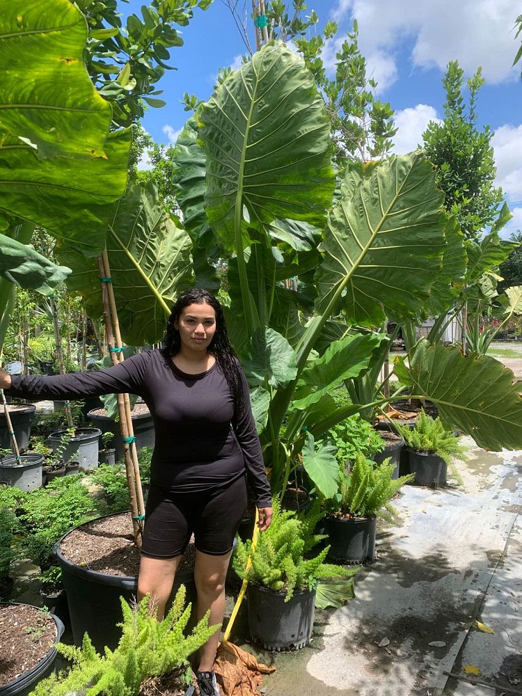 alocasia-macrorrhiza-borneo-giant-elephant-ear