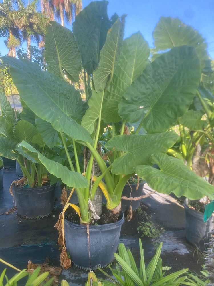 alocasia-macrorrhiza-borneo-giant-elephant-ear