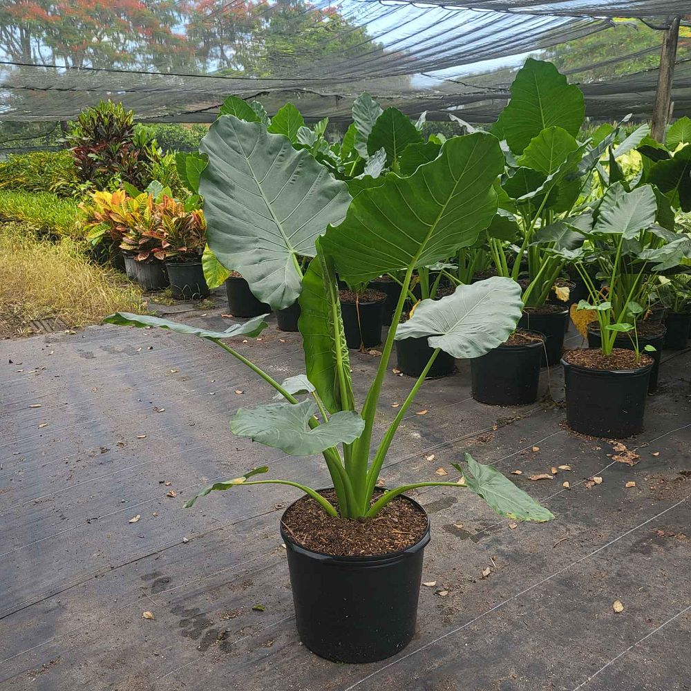 alocasia-macrorrhiza-borneo-giant-elephant-ear