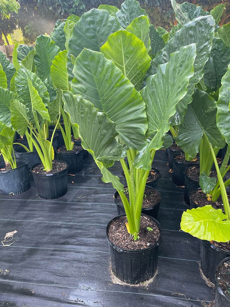 alocasia-macrorrhiza-borneo-giant-elephant-ear