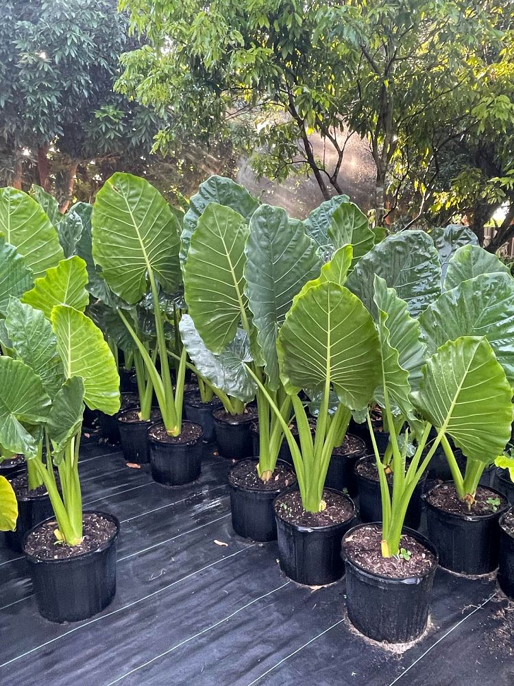 alocasia-macrorrhiza-borneo-giant-elephant-ear