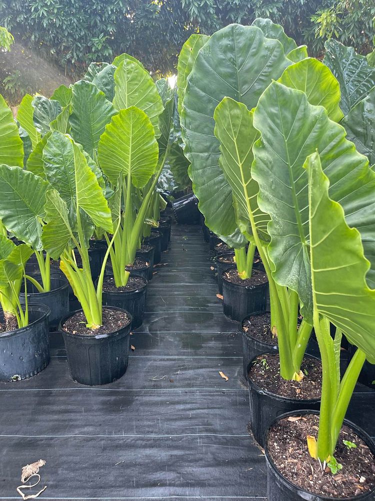 alocasia-macrorrhiza-borneo-giant-elephant-ear