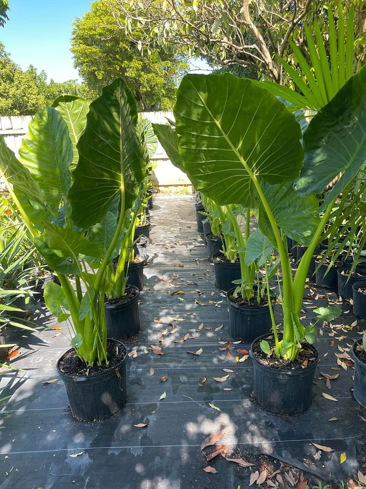 alocasia-macrorrhiza-borneo-giant-elephant-ear