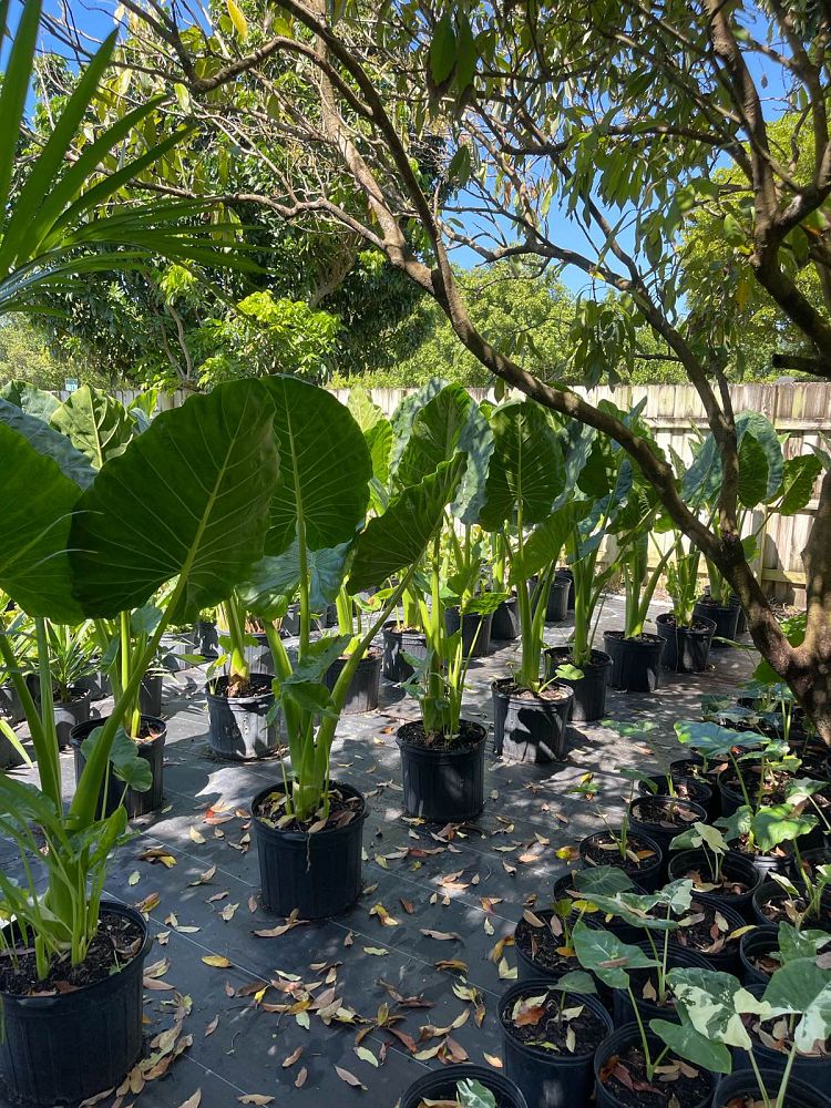 alocasia-macrorrhiza-borneo-giant-elephant-ear