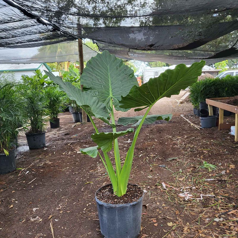alocasia-macrorrhiza-borneo-giant-elephant-ear