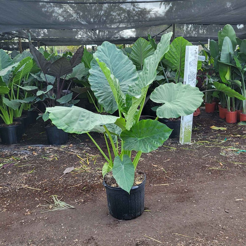 alocasia-macrorrhiza-borneo-giant-elephant-ear