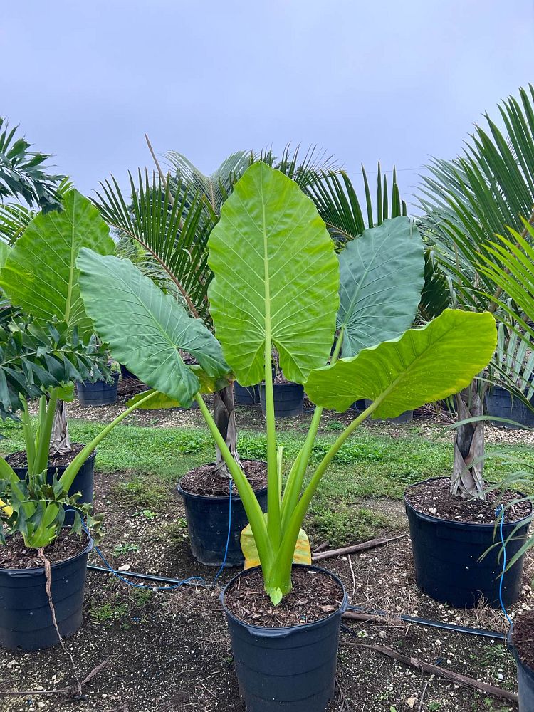 alocasia-macrorrhiza-borneo-giant-elephant-ear