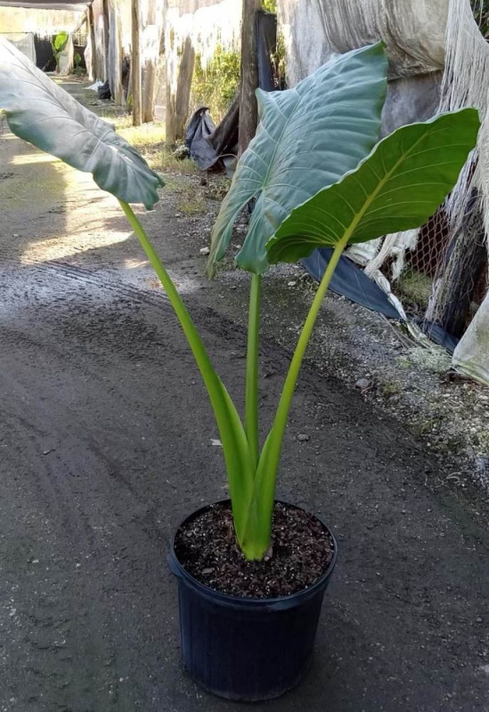alocasia-macrorrhiza-borneo-giant-elephant-ear