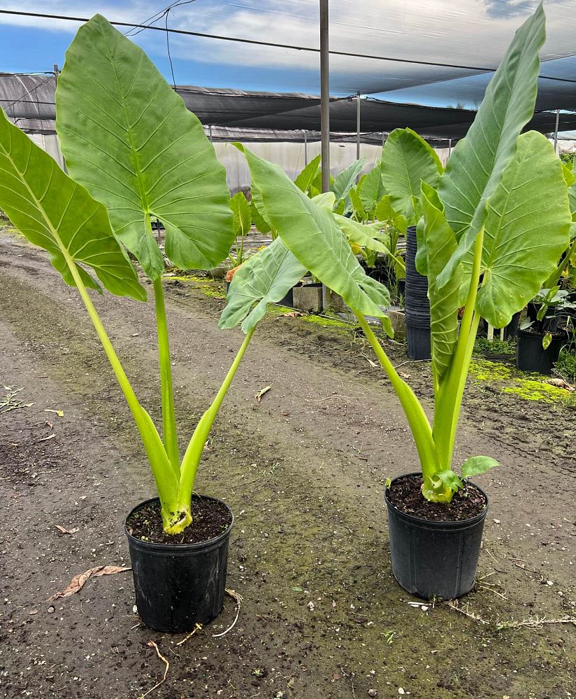 alocasia-macrorrhiza-borneo-giant-elephant-ear