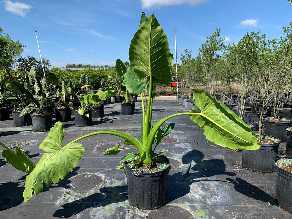 alocasia-macrorrhiza-borneo-giant-elephant-ear
